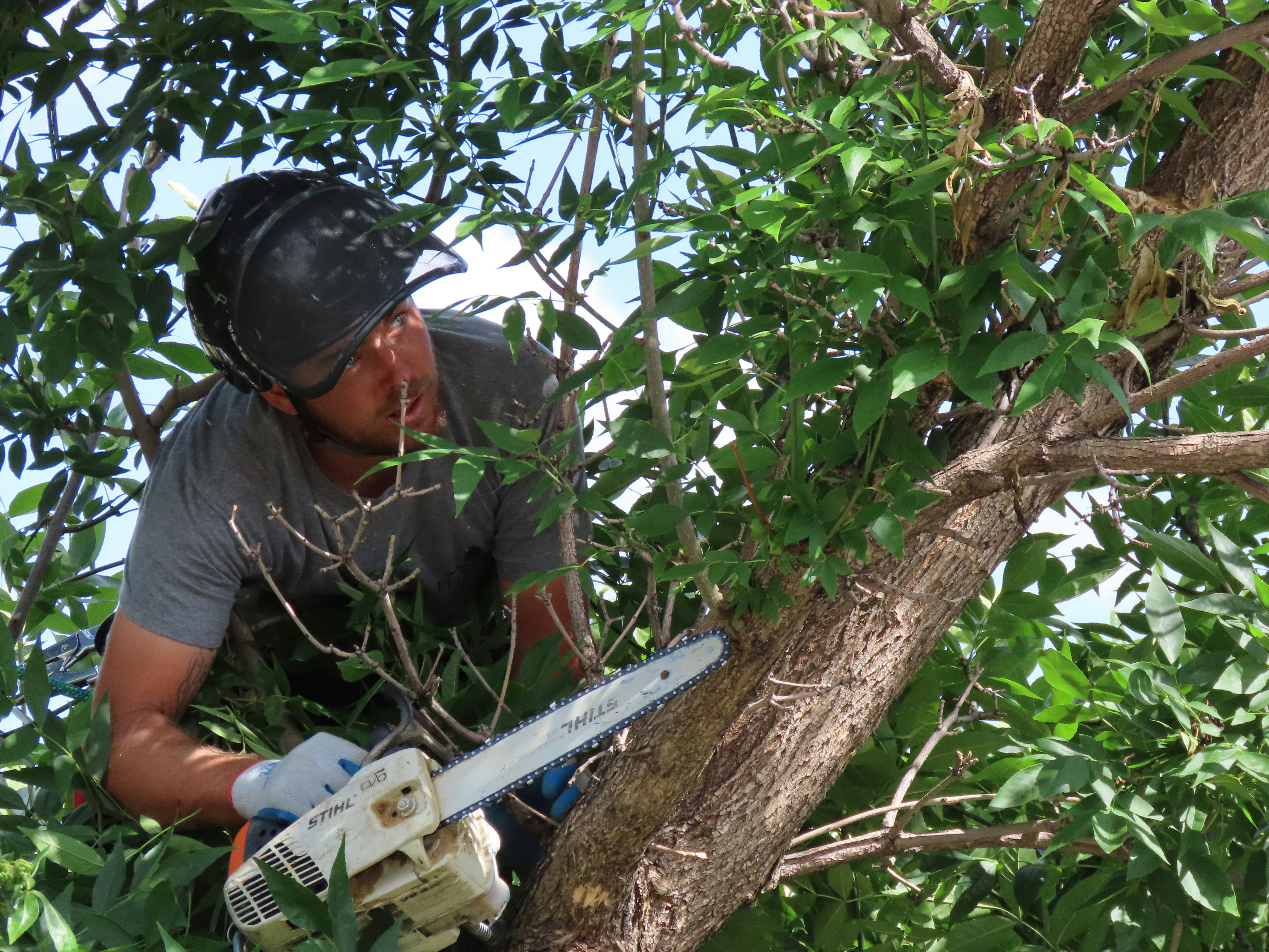 Tree service — Edithvale