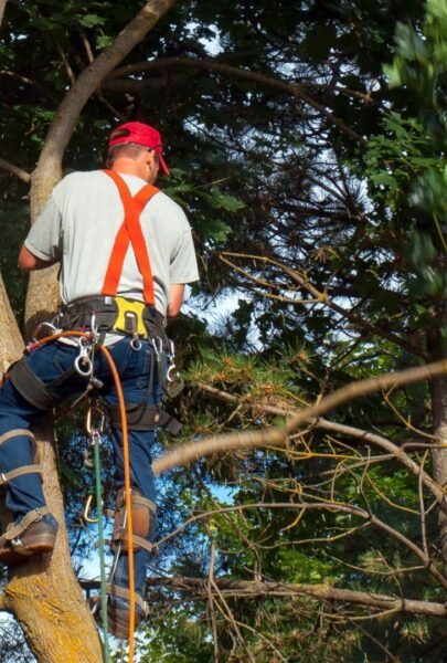 Pruning