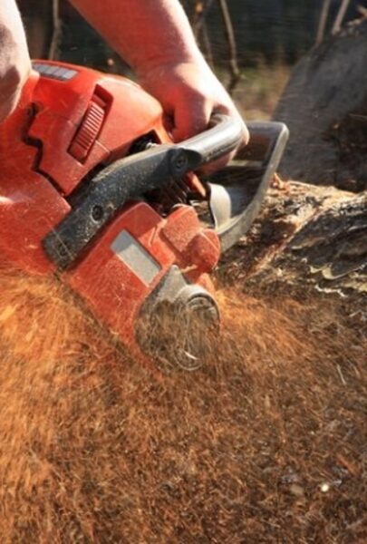 Tree removal